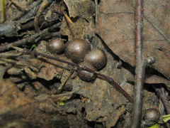 Lycogala epidendrum terrestre