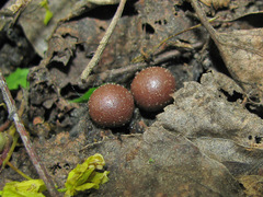 Lycogala epidendrum terrestre