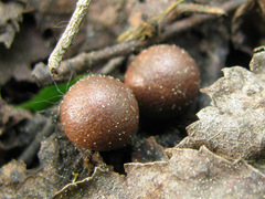 Lycogala epidendrum terrestre
