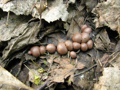 Lycogala epidendrum terrestre