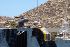 Larus californicus