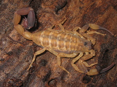 Tityus serrulatus