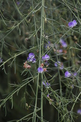 Psoralea verrucosa