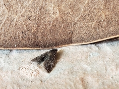Elophila tinealis