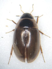 Enochrus fuscipennis