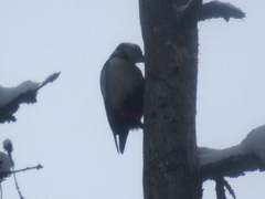 Dendrocopos major