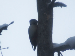 Dendrocopos major