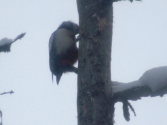 Dendrocopos major