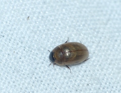 Enochrus melanocephalus