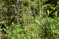 Pfaffia glomerata
