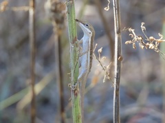 Anolis poncensis