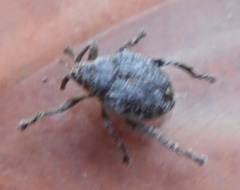 Mononychus punctumalbum