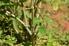 Pfaffia glomerata