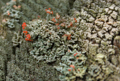Cladonia didyma