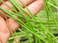 Eleocharis dietrichiana