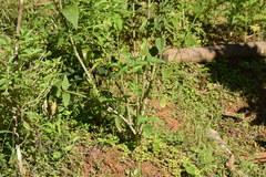 Pfaffia glomerata