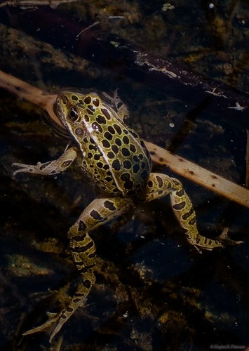 Northern Leopard Frog, photo 10 of 10