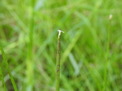 Eleocharis dietrichiana