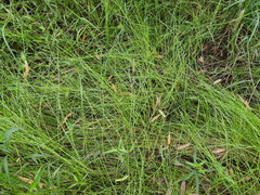 Eleocharis dietrichiana