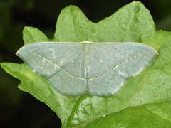 Traminda obversata