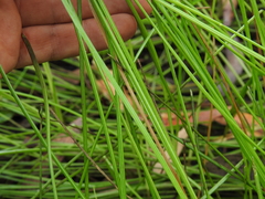 Eleocharis dietrichiana