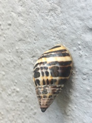 Drymaeus poecilus