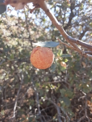 Atrusca brevipennata