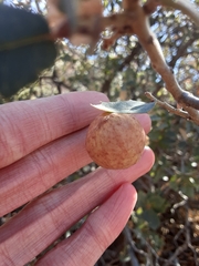 Atrusca brevipennata