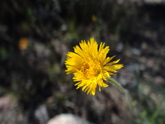 Hysterionica jasionoides