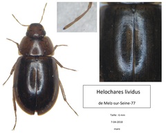 Helochares lividus