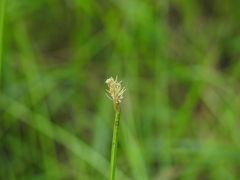 Eleocharis dietrichiana