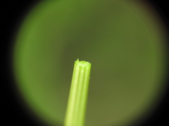 Eleocharis dietrichiana