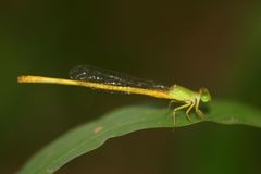 Ceriagrion coromandelianum