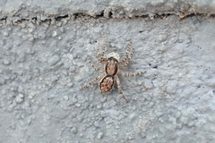 Menemerus bivittatus