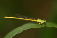 Ceriagrion coromandelianum