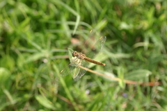 Brachythemis contaminata