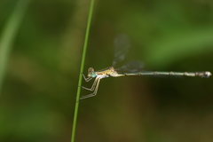 Lestes elatus