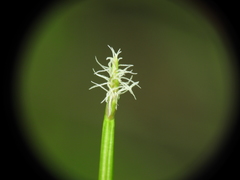 Eleocharis dietrichiana