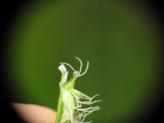 Eleocharis dietrichiana