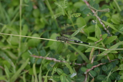 Orthetrum sabina