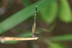 Diplacodes trivialis