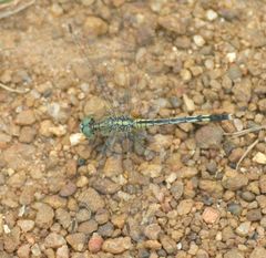 Diplacodes trivialis