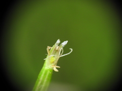 Eleocharis dietrichiana