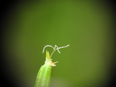 Eleocharis dietrichiana