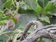 Conirostrum cinereum