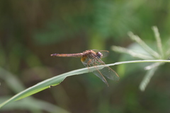 Crocothemis servilia