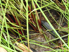 Eleocharis dietrichiana