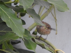 Conirostrum cinereum