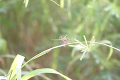 Crocothemis servilia