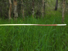Eleocharis dietrichiana